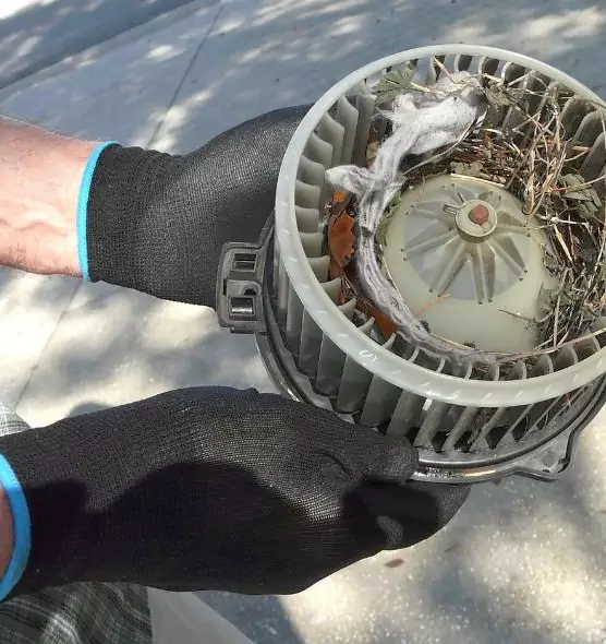 About Air Duct Mice Removal in Willow Grove, PA